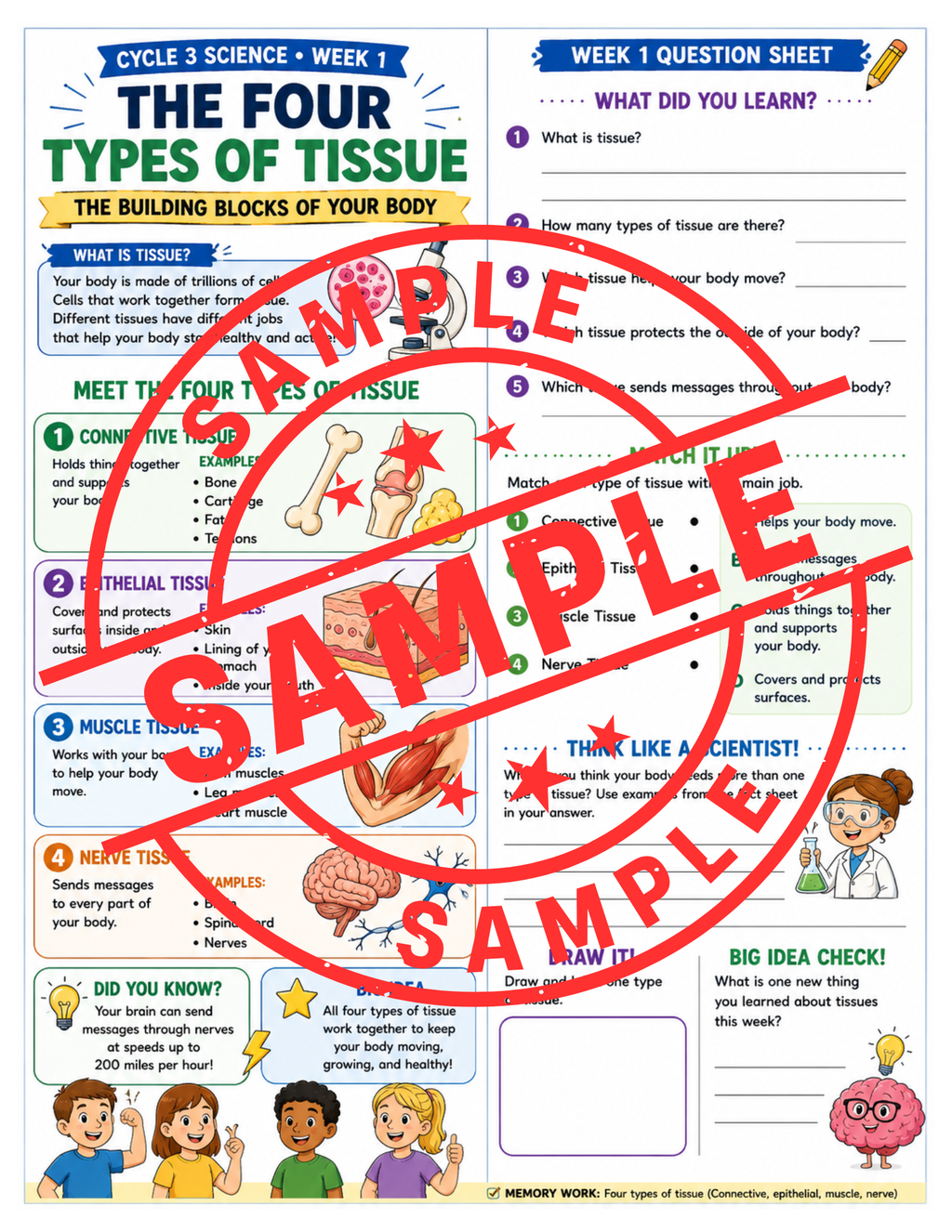 Classical Conversations Cycle 3 Science Supplemental Packet (Weeks 1–24)