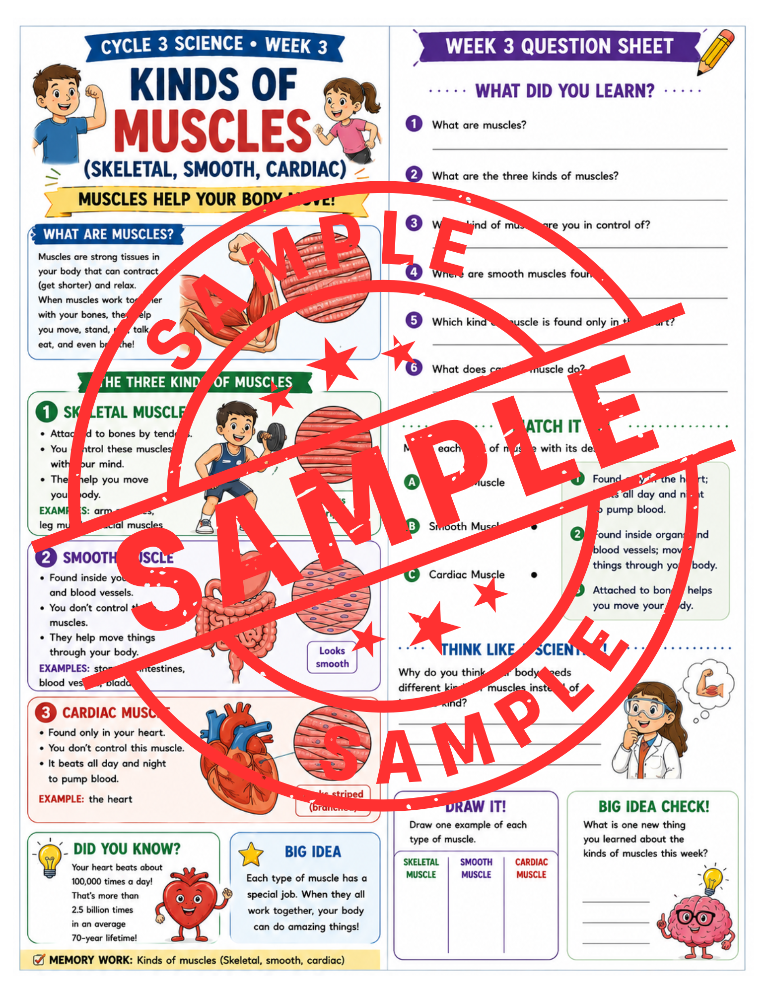Classical Conversations Cycle 3 Science Supplemental Packet (Weeks 1–24)
